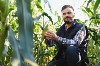 Genç çiftçi yeşil tarlalarda mısır koçanı yetiştirirken gülümsüyor. Hasat kalitesi inceleniyor