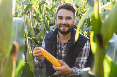Güneşli bir günde yeşil bir mısır tarlasında duran olgun bir mısır koçanı tutan mutlu çiftçi. Tarım ve hasat temsilcisi