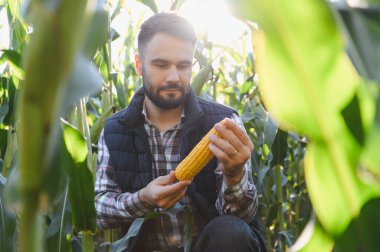Taze mısır koçanını inceleyen tarımcı güneşli mısır tarlasında hasada kaliteyi ve hazır olmayı garanti ediyor.