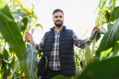 Genç erkek çiftçi güneşli mısır tarlasında duruyor, gülümsüyor ve sağlıklı yeşil mısır bitkilerini inceliyor, başarılı sürdürülebilir tarım sahnesi