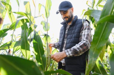 Güneşli mısır tarlasında çiftçi mısır tarlasını inceliyor, sağlıklı, sürdürülebilir ürün üretimi ve hasat için büyüme ve kaliteyi değerlendiriyor.
