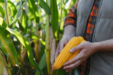 Güneşli yeşil tarımsal mısır tarlasında hasat edilmiş mısır koçanları tutan çiftçi elleri. Ürün kalitesi ve hasat kontrol ediliyor