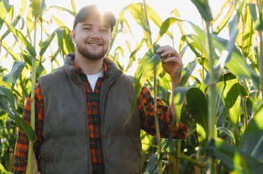 Genç çiftçi mısır tarlasında kameraya gülümsüyor ve gün batımında mısır yaprağına dokunuyor.