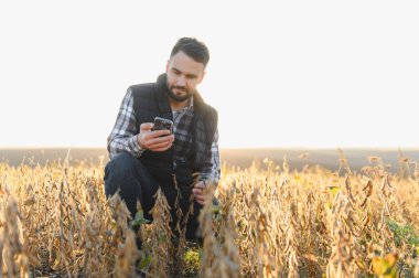 Agronomist tarlada soya bitkisinin olgunluğunu kontrol ediyor, veri analizi ve ürün yönetimi için akıllı telefon kullanıyor