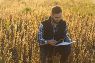 Agronomist soya fasulyesi kabinlerini kontrol ediyor ve verileri bir panoya kaydediyor, kalite kontrolü ve en uygun hasat sağlanıyor
