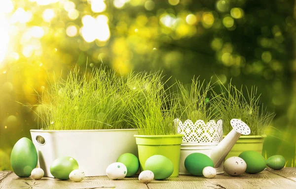 Lente decoratie met gras — Stockfoto