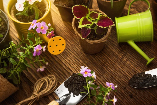 Trädgårdsredskap och blommor i solsken — Stockfoto