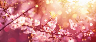 Çiçekli Ağaç ve Güneş Işığıyla Güzel Doğa Sahnesi. Güneşli bir gün. Bahar Çiçekleri. Güzel Soyut Renkli Arkaplan. İlkbahar