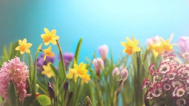 Günışığında Bahar Çiçekleri