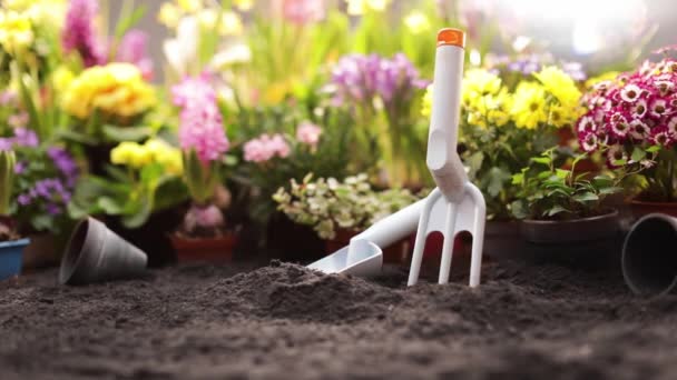 Tuin bloemen en planten op een zonnige achtergrond — Stockvideo