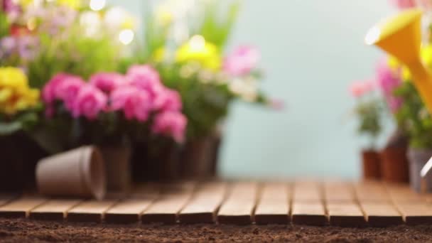 Gartenkonzept. Gartenblumen und Pflanzen auf sonnigem Hintergrund — Stockvideo