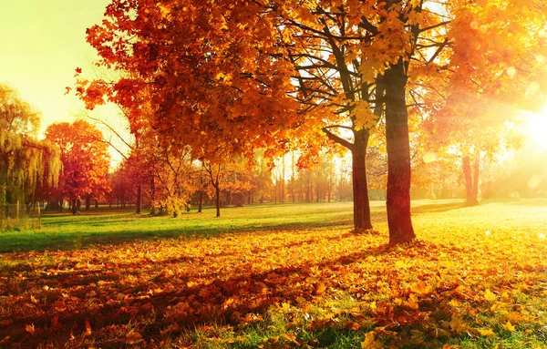 Paisaje otoñal. Escena de otoño. Árboles y hojas en rayos de sol —  Fotos de Stock
