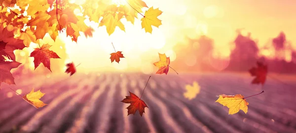 Fallender Herbst Ahorn hinterlässt natürlichen Hintergrund — Stockfoto