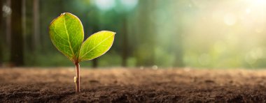 Genç Bitki Doğal Arkaplanda. Çevre Kavramı