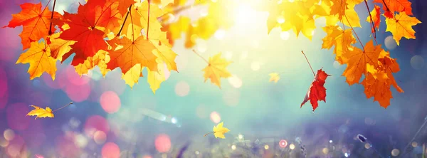 秋天枫叶色彩斑斓的背景 — 图库照片