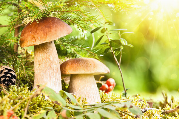 Wild mushrooms with bright sunlight