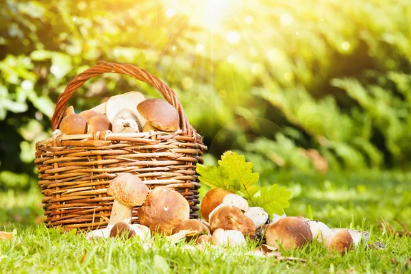 Cesta com cogumelos — Fotografia de Stock