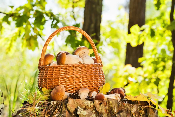 Fundo natural com cogumelos — Fotografia de Stock