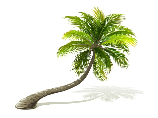 Palmera — Vector de stock