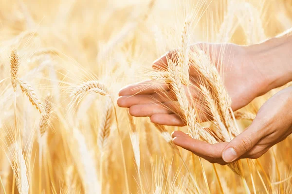 Buğday tarlası — Stok fotoğraf