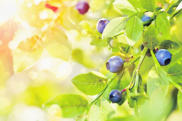 Saftige Blaubeeren mit grünen Blättern — Stockfoto