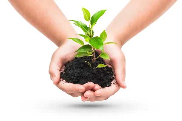 Groene plant in een kind handen — Stockfoto