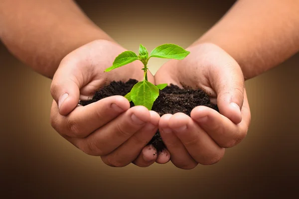 Planta verde em uma criança mãos — Fotografia de Stock