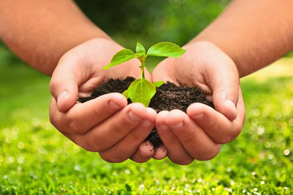 Planta verde em uma criança mãos — Fotografia de Stock