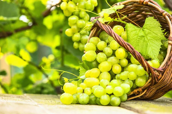 Winogrona białe w koszyku — Zdjęcie stockowe