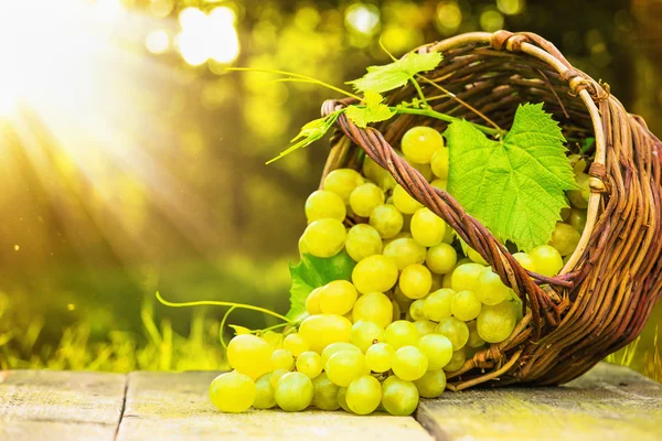 Uvas maduras em cesta de vime — Fotografia de Stock