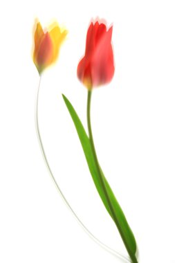 Beyaz arka plan üzerinde bulanık Lale (Tulipa)