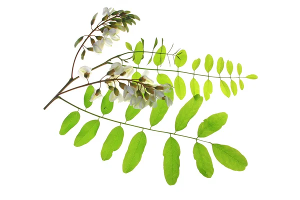 Black locust (Robinia pseudoacacia) — Stock Photo, Image