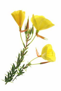 Evening primrose (Oenothera) clipart