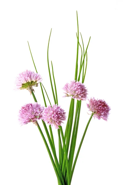 Gräslök (allium schoenoprasum) — Stockfoto