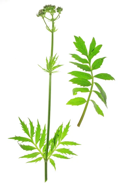 Valeriana officinalis Valeriana — Fotografia de Stock