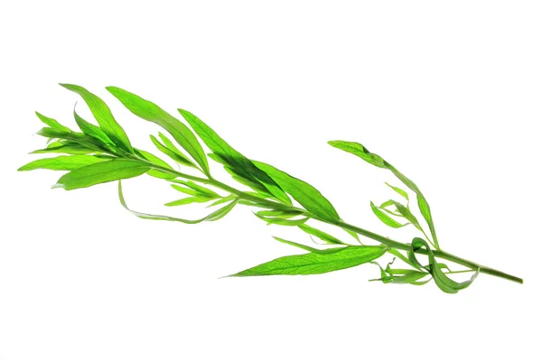 Tarragon (Artemisia dracunculus) — Stock Photo, Image