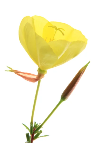 Wiesiołka (Oenothera) — Zdjęcie stockowe