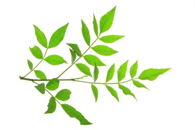 Szechuan biber (zanthoxylum piperitum) 