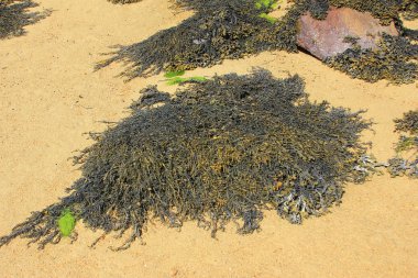 Kahverengi algler (Fucus)