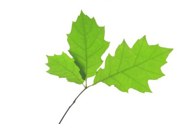 Quercus rubra