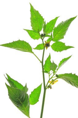 domates (physalis philadelphica)