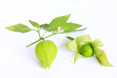 domates (physalis philadelphica)