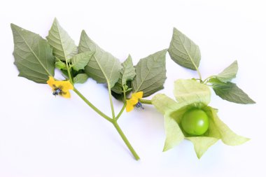 domates (physalis philadelphica)