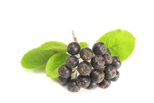 Černé chokeberry (Aronia melanocarpa) — Stock fotografie