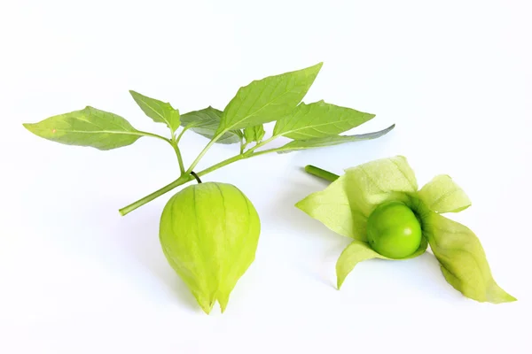 Tomatillo (physalis philadelphica) — 스톡 사진