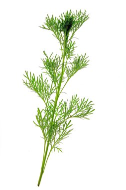 Southernwood (Artemisia Abrotanum)