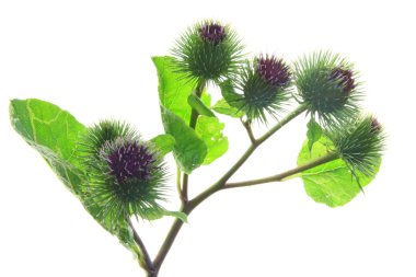 Dulavratotu Arctium fındık