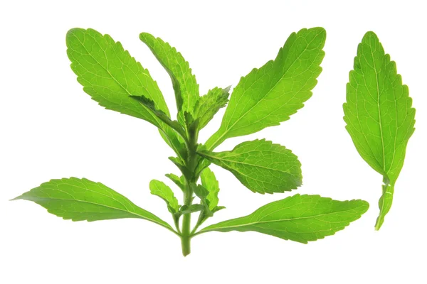 Sweetleaf Stevia rebaudiana — Stock Fotó