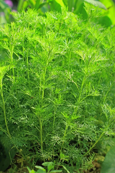 Pelyňku (artemisia abrotanum) — Stock fotografie