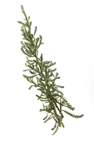 Blauwe katoenlavendel (Santolina chamaecyparissus)) — Stockfoto